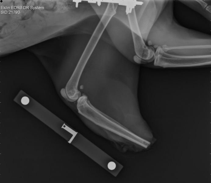 Radiograph showing Pixie's partial limb amputation.