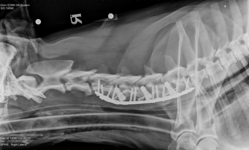 Post-surgery radiograph showing bolts, screws and plates stabilising Mojo's neck.