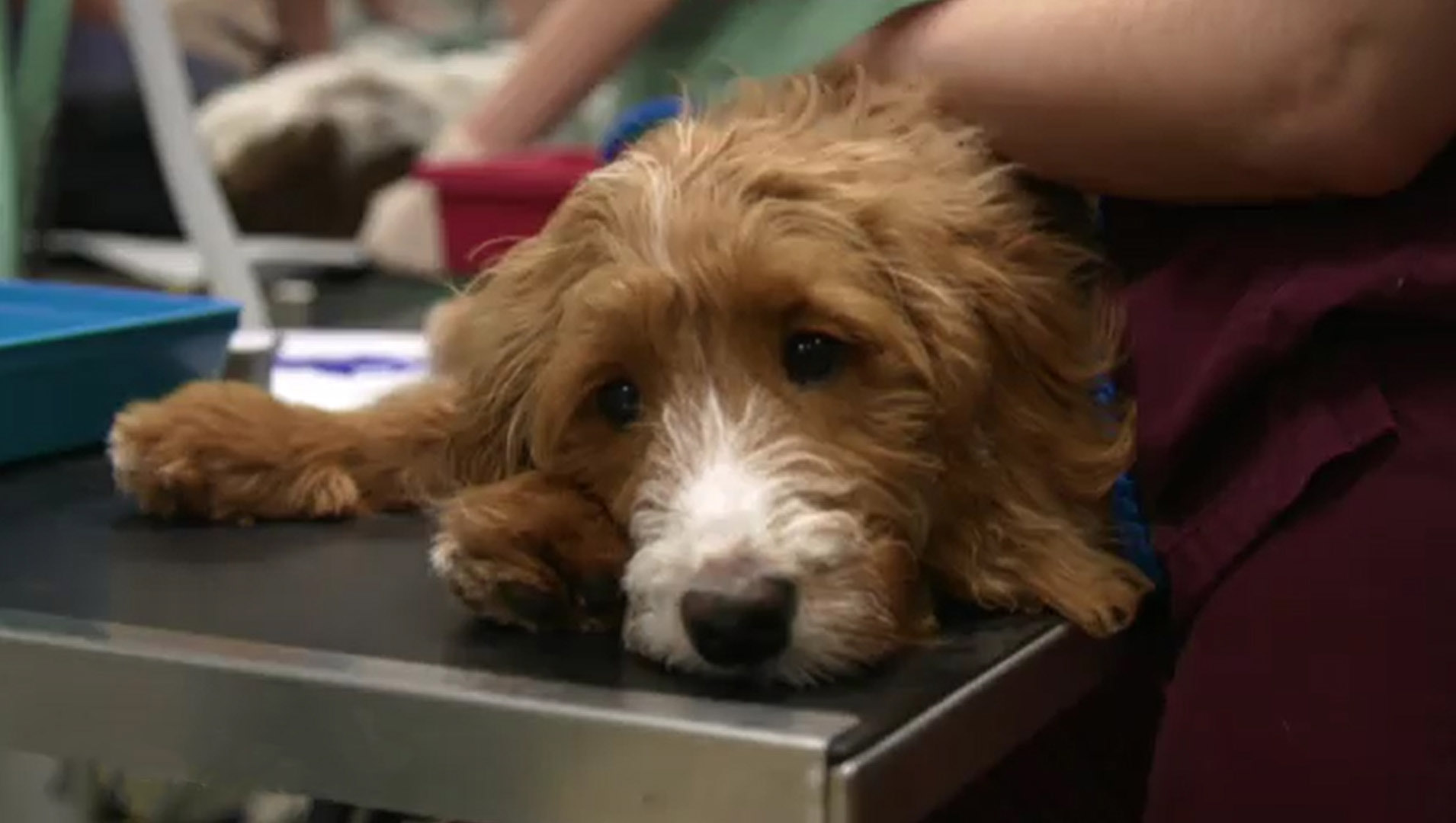 5 month old puppy on The Supervet