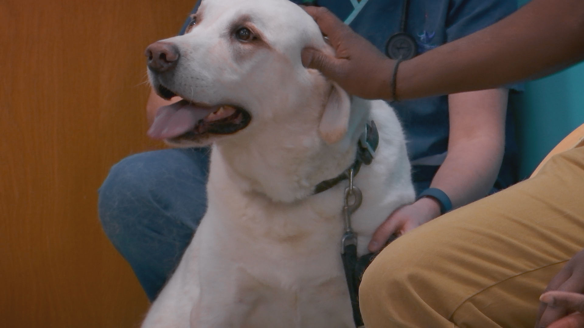 Labrador patient in consult on The Supervet
