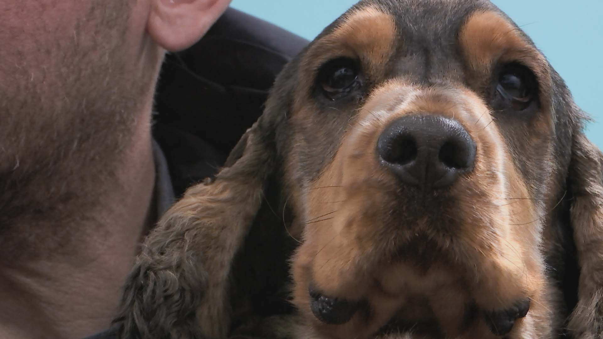 Cocker Spaniel Remy in consult on The Supervet