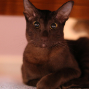 Havana Oriental kitten on The Supervet