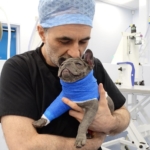 French Bulldog puppy with The Supervet, Noel Fitzpatrick