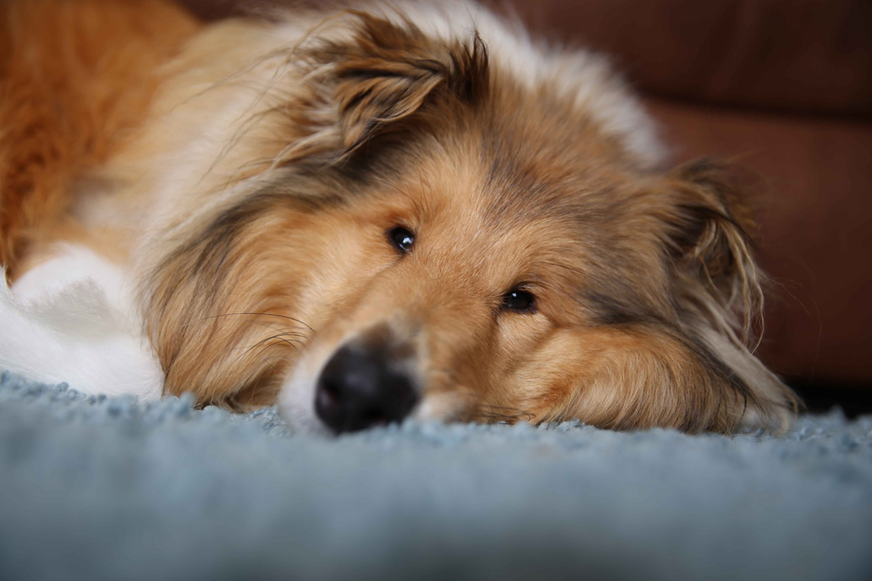Rough Collie Merida relaxing at home