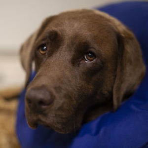 Labrador resting in his kennel