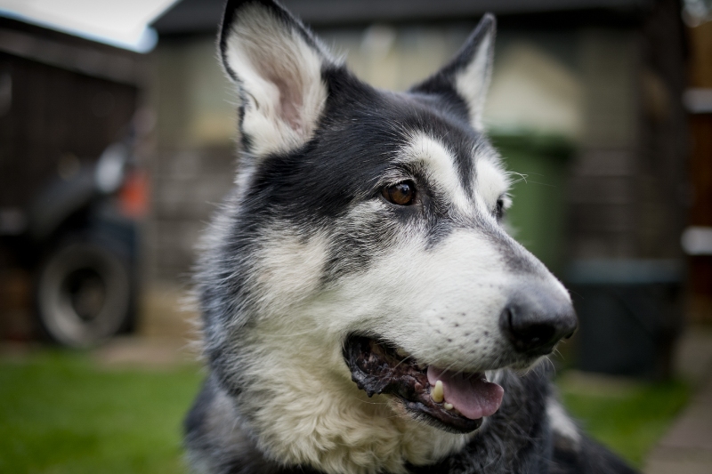 Handsome Chief