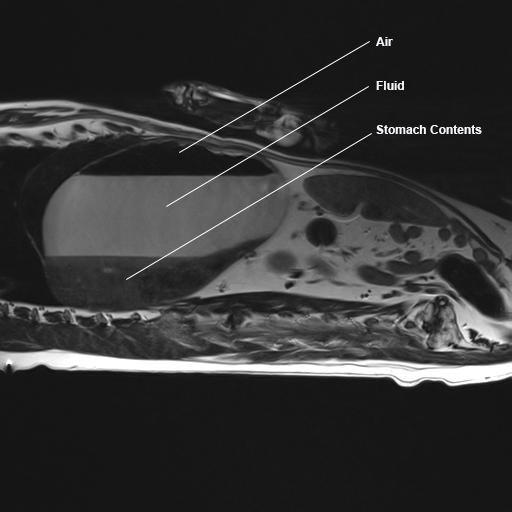 MRI picture showing the air, fluid and gas trapped in Flossie's stomach.
