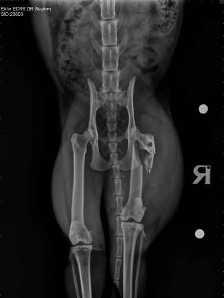 X-Ray picture showing Schrodinger's shattered femur.