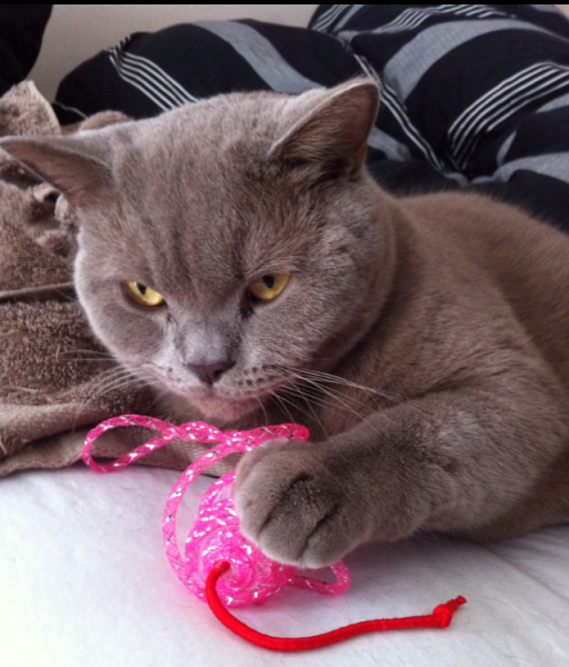 Marley playing with some ribbon