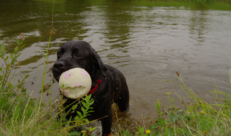 Wilson takes a swim with his football