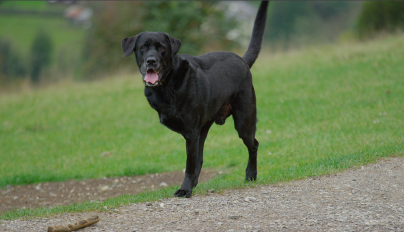 Scooby enjoying a long walk