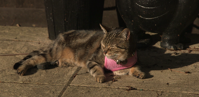 Pixie at home relaxing in the sun