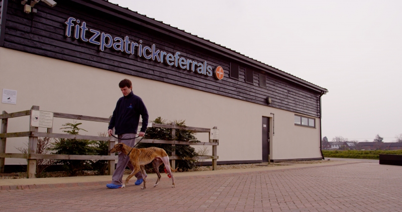 Otis & Vito out for a daily walk during his recovery.