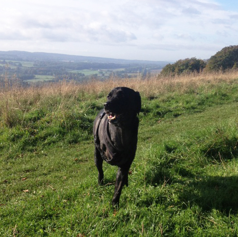 Scooby enjoying life on 3 legs!