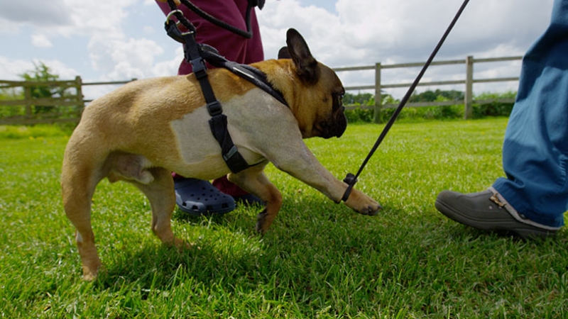 Bacus being taught how to use his leg again. 