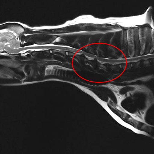 MRI image of Mojo's neck - circle highlights the discs compressing the spinal cord.