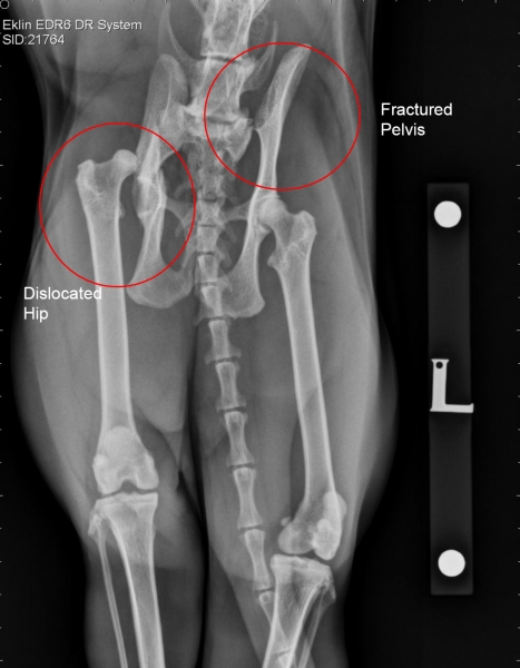 Radiograph of Pixie's injured pelvis.