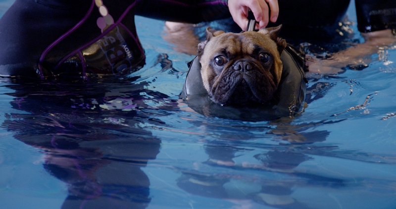 Bacus having hydrotherapy.