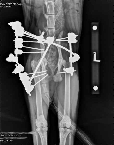 Radiograph showing external frame.