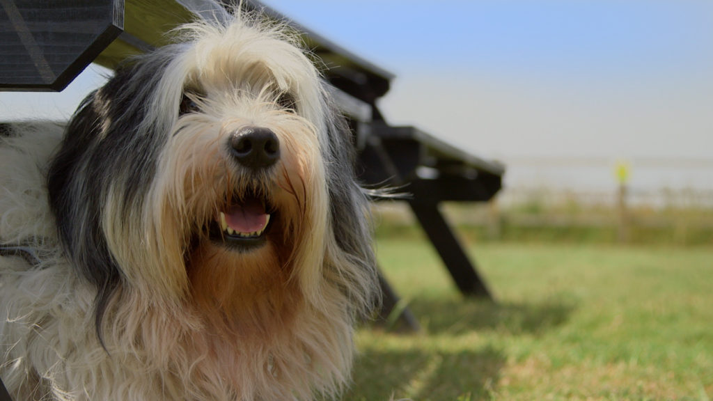 Bodie on The Supervet Episode 2 Series 4