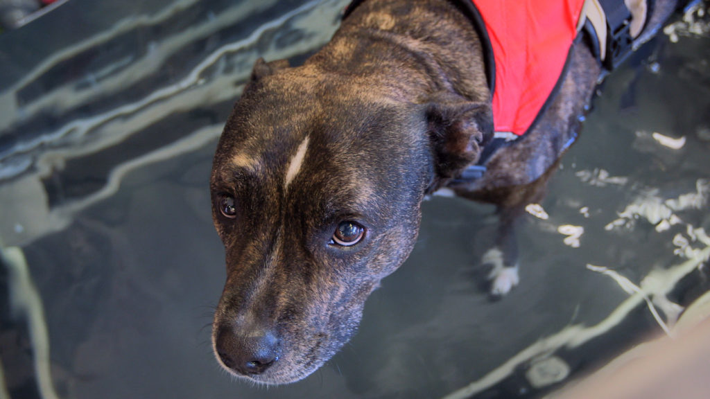 Bruno on the Underwater Treadmill