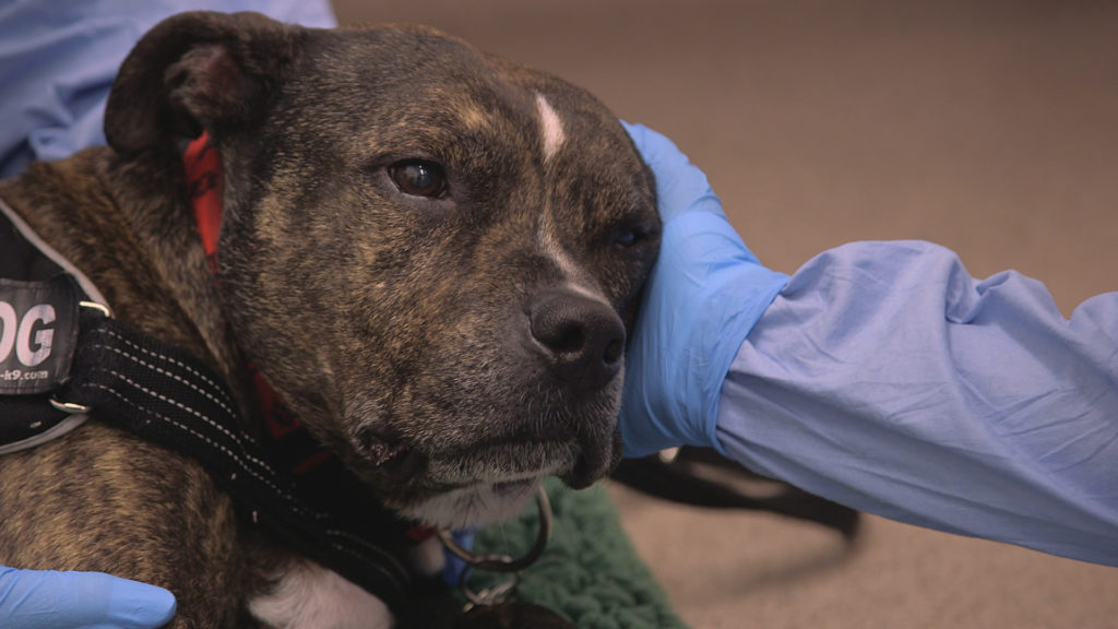 Bruno receiving Chemotherapy 