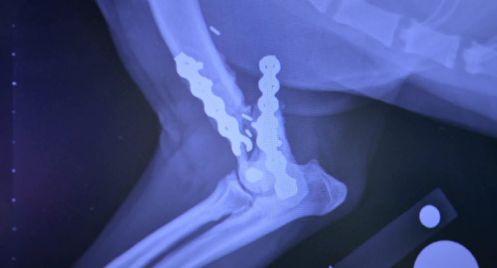 X-Ray image of Bodies damaged leg on Supervet