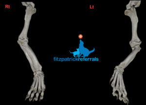 The 3D CT scan of Ted’s legs showing how deformed the wrist and paw are relative to the elbow.