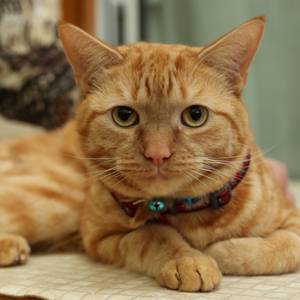 Jersey the cat