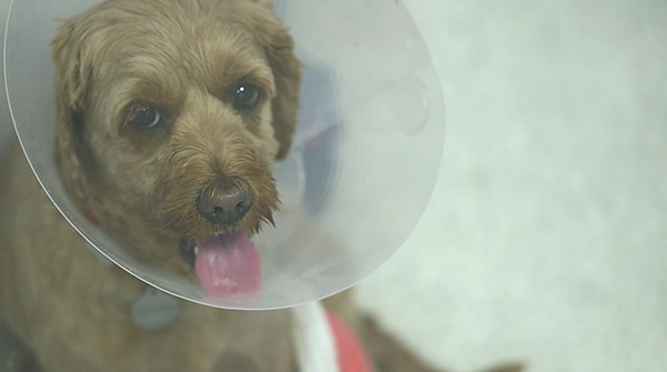 Orla with cone - NOT Branded