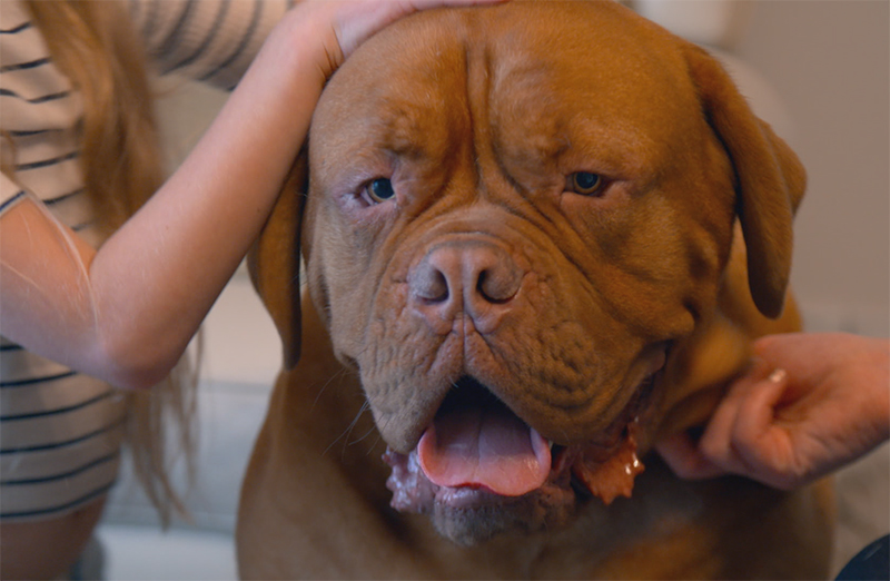 Reggie with his family from The Supervet