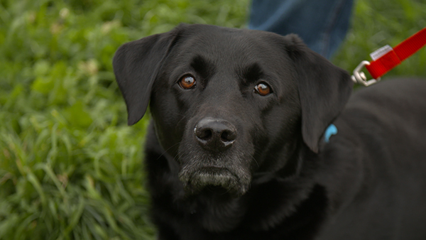 Scooby headshot - NOT Branded