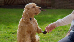 Molly, Archie & Lily 6