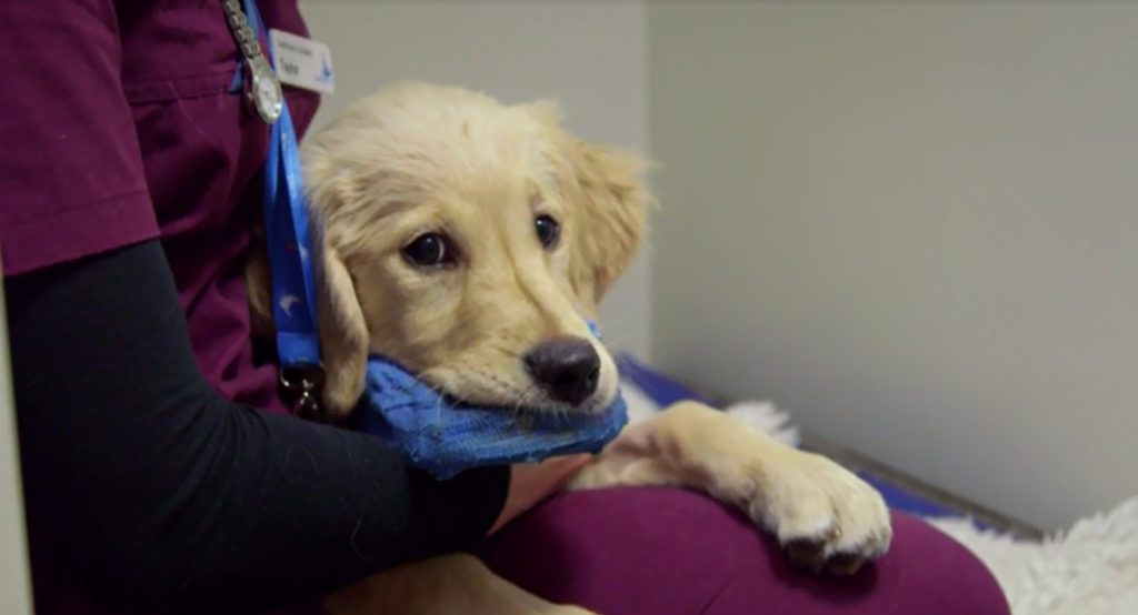 Murphy in a kennel at Fitzpatrick Referrals