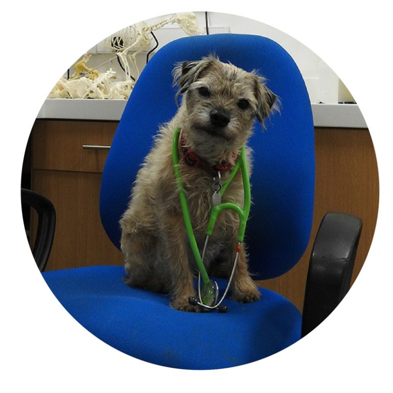 Supervet Christmas Special 2024 Halley Oneida