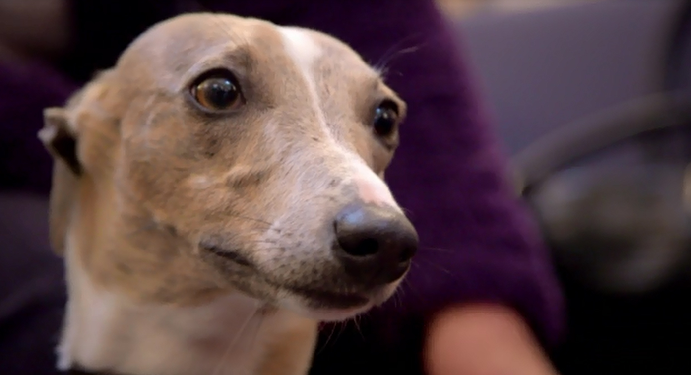 Wobble the whippet