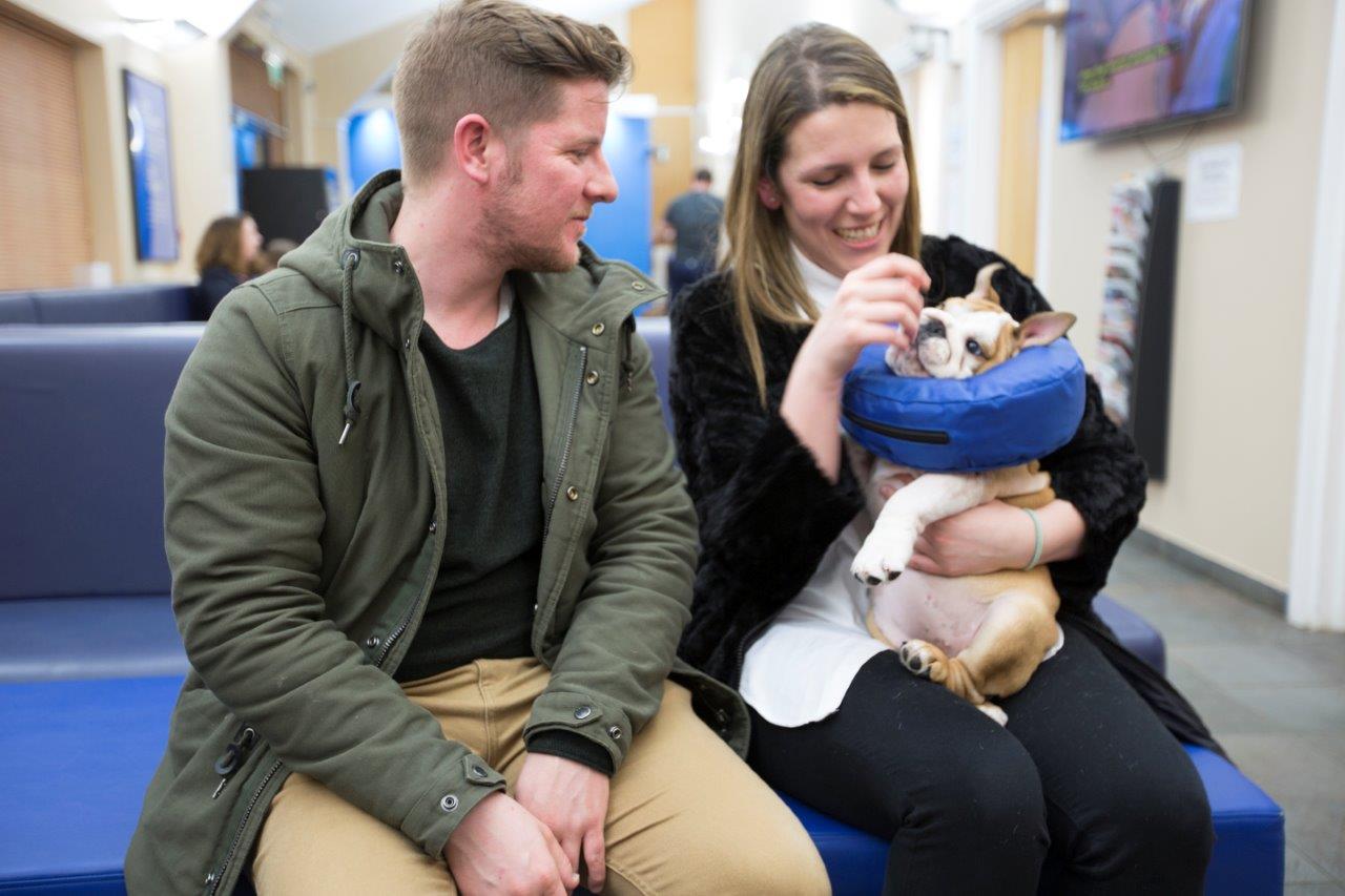 Bulldog puppy in reception