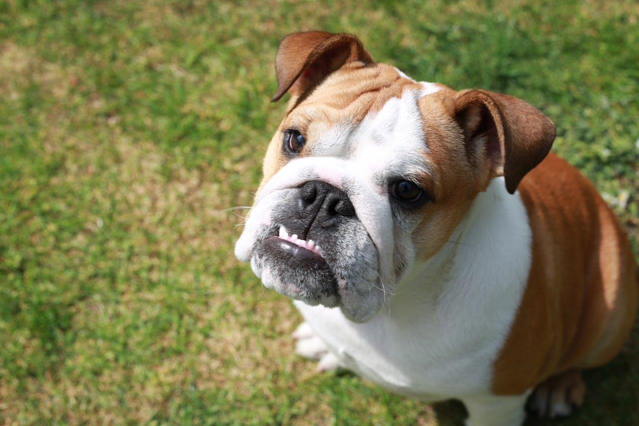 Bulldog puppy