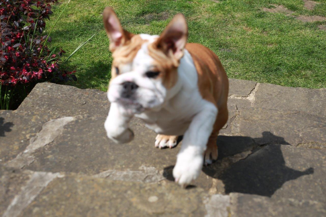 Bulldog puppy running