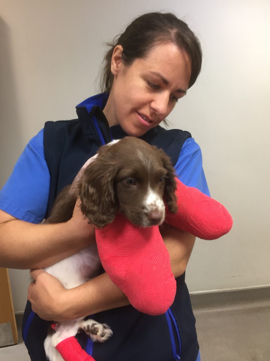 English Springer Spaniel puppy in bandages being held by physiotherapist