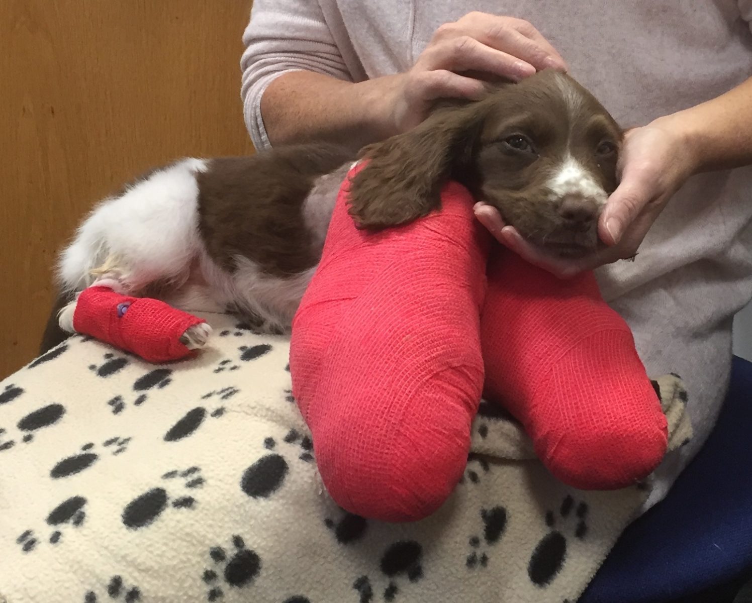 English Springer Spaniel puppy in bandages
