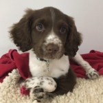 English Springer Spaniel with deformities in kennels