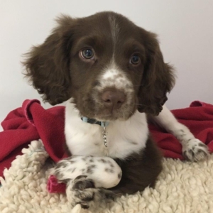 English Springer Spaniel with deformities in kennels