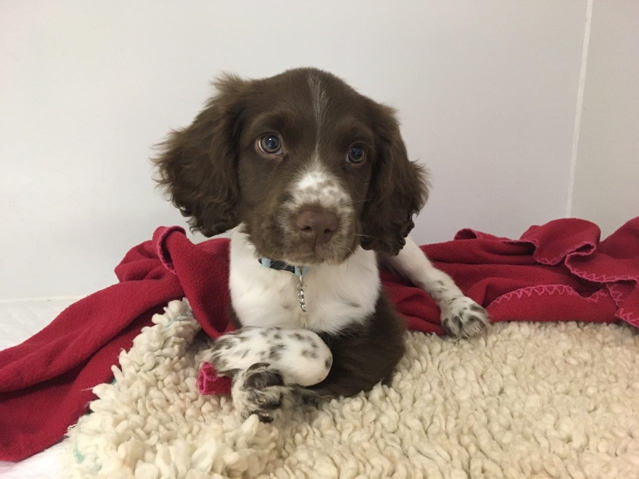 English Springer Spaniel with deformities in kennels