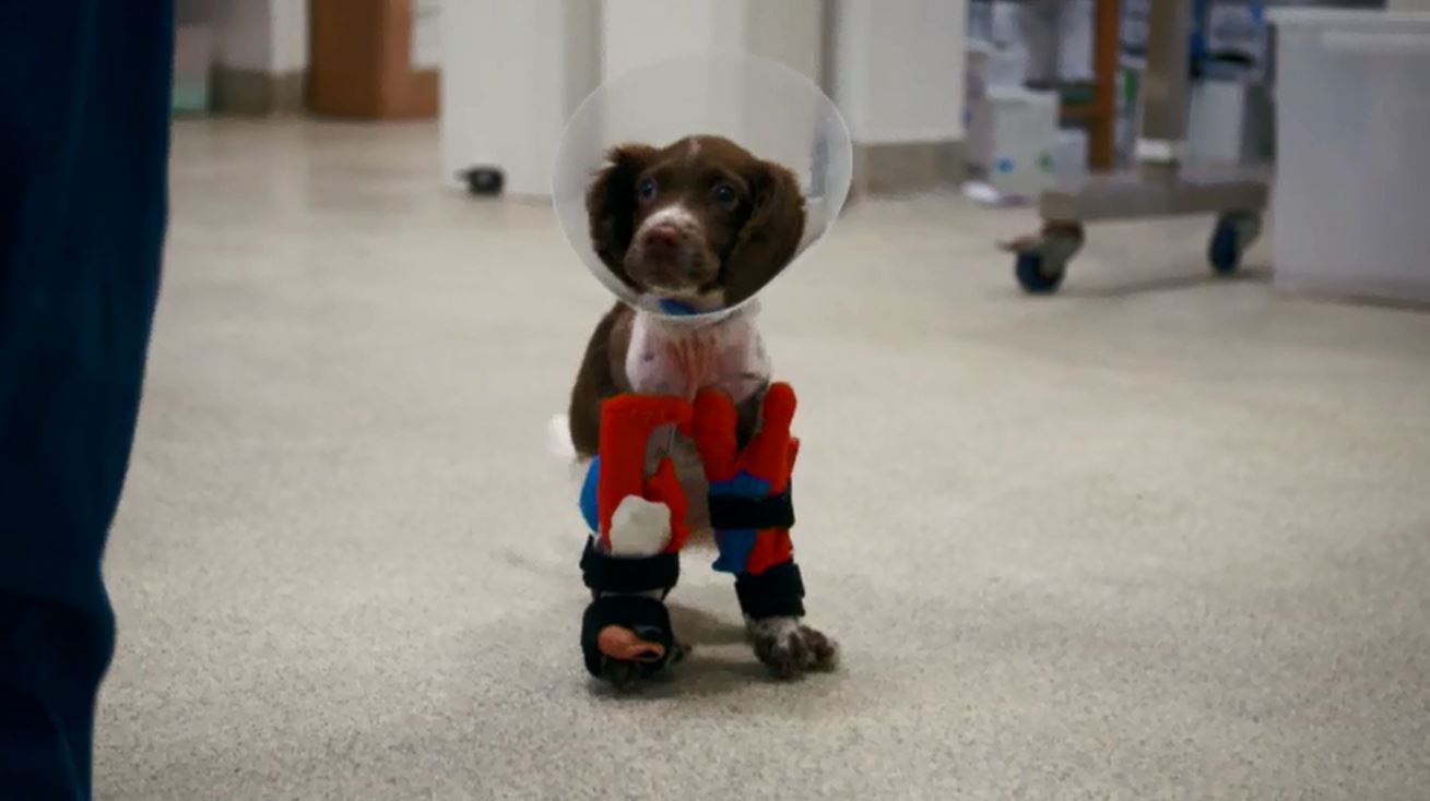English Springer Spaniel after surgery to correct limb deformities