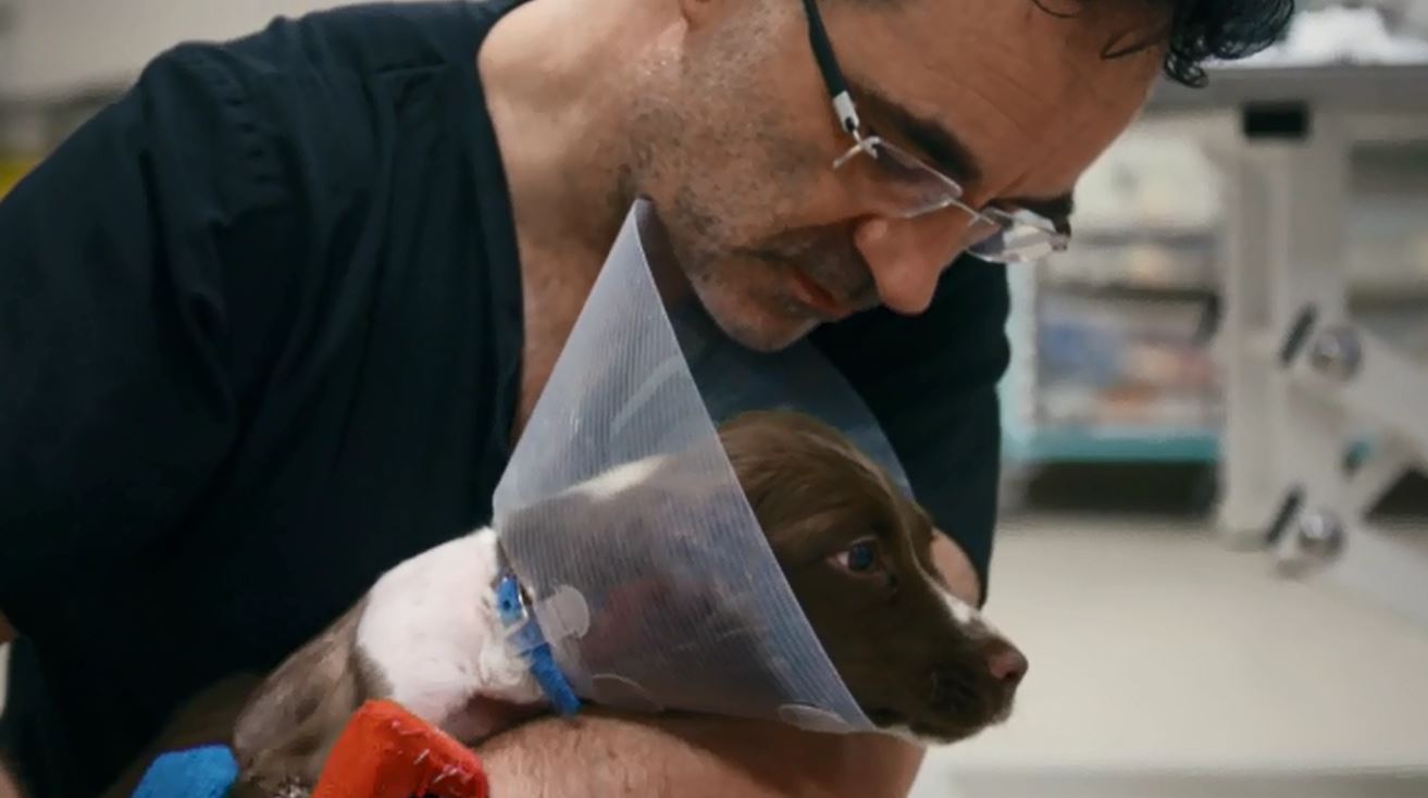 English Springer Spaniel puppy in cone with Noel Fitzpatrick