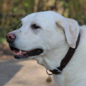 11 year old Labrador patient on The Supervet