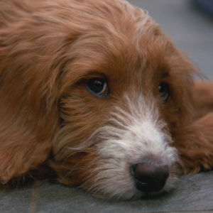 5 month old puppy on The Supervet