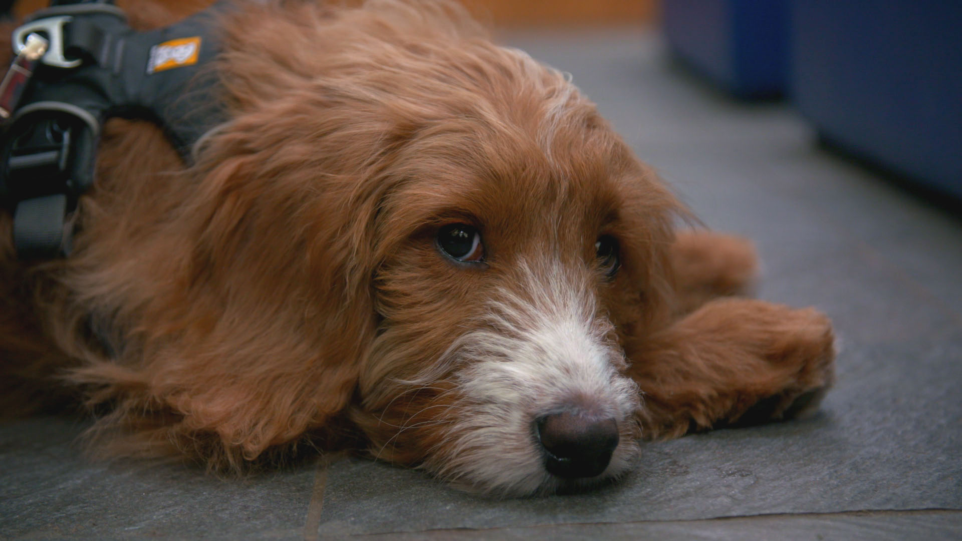 5 month old puppy on The Supervet