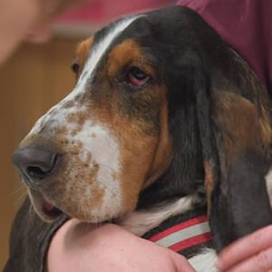 Albert the Basset Hound